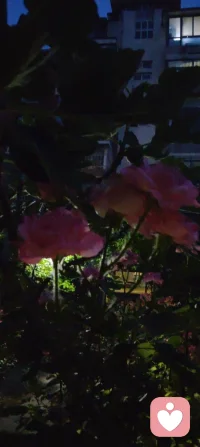 夜色如墨，灯影轻摇，花木不语，却在风里道尽了温柔的治愈与清醒。这人间的答案，从来都藏在寂静里。配图