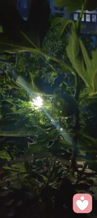 夜色如墨，灯影轻摇，花木不语，却在风里道尽了温柔的治愈与清醒。这人间的答案，从来都藏在寂静里。配图