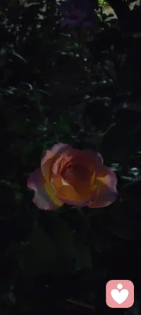 夜色如墨，灯影轻摇，花木不语，却在风里道尽了温柔的治愈与清醒。这人间的答案，从来都藏在寂静里。配图