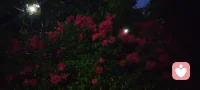 夜色如墨，灯影轻摇，花木不语，却在风里道尽了温柔的治愈与清醒。这人间的答案，从来都藏在寂静里。配图