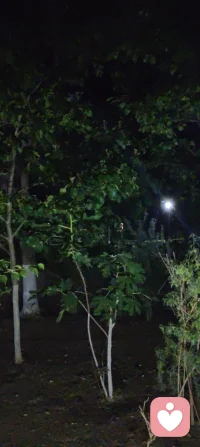 夜色如墨，灯影轻摇，花木不语，却在风里道尽了温柔的治愈与清醒。这人间的答案，从来都藏在寂静里。配图