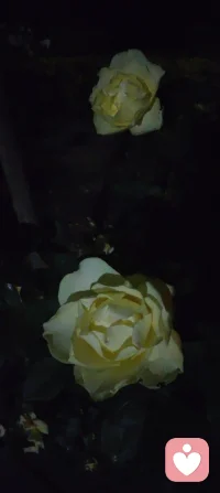 夜色如墨，灯影轻摇，花木不语，却在风里道尽了温柔的治愈与清醒。这人间的答案，从来都藏在寂静里。配图