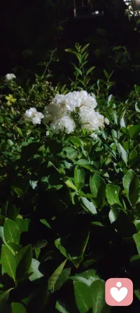 夜色如墨，灯影轻摇，花木不语，却在风里道尽了温柔的治愈与清醒。这人间的答案，从来都藏在寂静里。配图