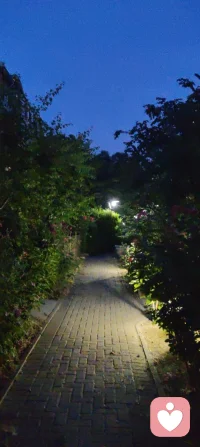 夜色如墨，灯影轻摇，花木不语，却在风里道尽了温柔的治愈与清醒。这人间的答案，从来都藏在寂静里。配图