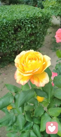 养好身心，方能接住好运；守好心神，自能静待花开！配图