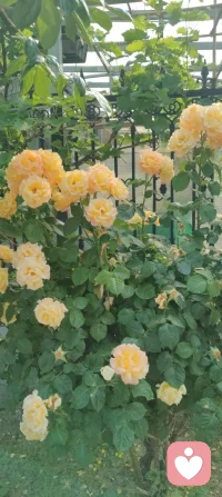 养好身心，方能接住好运；守好心神，自能静待花开！配图