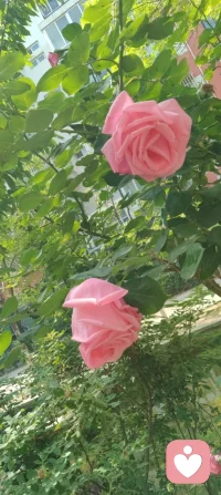 养好身心，方能接住好运；守好心神，自能静待花开！配图