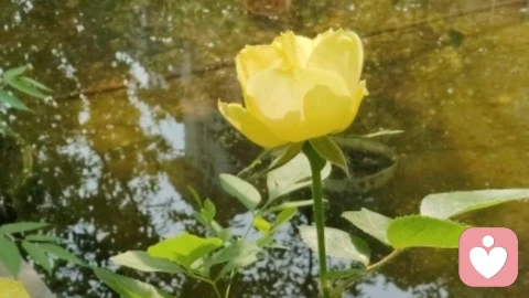 养气方得运：一花一木，皆是宇凡道的修行！