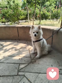 晨练偶遇园中小犬，狂吠的、怯生的，竟都在我一声狼啸后软了姿态。原来，我骨子里藏着草原的骨血，既能降服野性，亦懂温柔相伴。配图