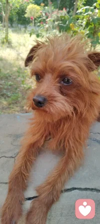 晨练偶遇园中小犬，狂吠的、怯生的，竟都在我一声狼啸后软了姿态。原来，我骨子里藏着草原的骨血，既能降服野性，亦懂温柔相伴。配图