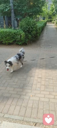 晨练偶遇园中小犬，狂吠的、怯生的，竟都在我一声狼啸后软了姿态。原来，我骨子里藏着草原的骨血，既能降服野性，亦懂温柔相伴。配图