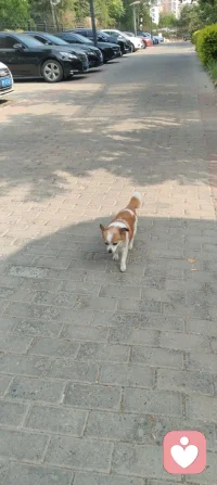 晨练偶遇园中小犬，狂吠的、怯生的，竟都在我一声狼啸后软了姿态。原来，我骨子里藏着草原的骨血，既能降服野性，亦懂温柔相伴。配图