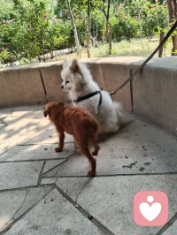 晨练偶遇园中小犬，狂吠的、怯生的，竟都在我一声狼啸后软了姿态。原来，我骨子里藏着草原的骨血，既能降服野性，亦懂温柔相伴。配图