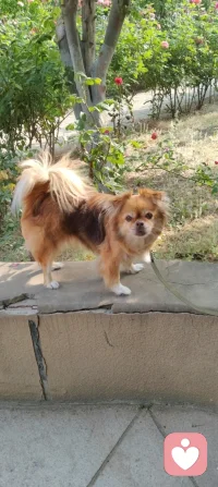 晨练偶遇园中小犬，狂吠的、怯生的，竟都在我一声狼啸后软了姿态。原来，我骨子里藏着草原的骨血，既能降服野性，亦懂温柔相伴。配图