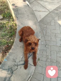 晨练偶遇园中小犬，狂吠的、怯生的，竟都在我一声狼啸后软了姿态。原来，我骨子里藏着草原的骨血，既能降服野性，亦懂温柔相伴。配图