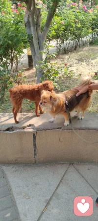 晨练偶遇园中小犬，狂吠的、怯生的，竟都在我一声狼啸后软了姿态。原来，我骨子里藏着草原的骨血，既能降服野性，亦懂温柔相伴。配图