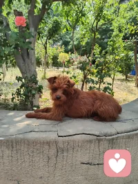 晨练偶遇园中小犬，狂吠的、怯生的，竟都在我一声狼啸后软了姿态。原来，我骨子里藏着草原的骨血，既能降服野性，亦懂温柔相伴。配图