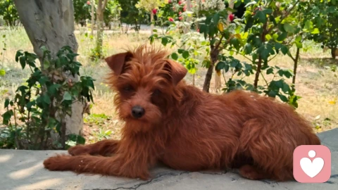 晨遇犬，识本心：草原风骨里的征服与温柔！