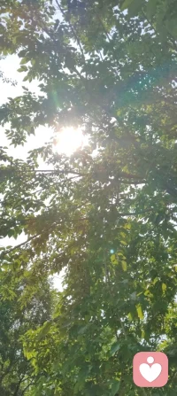 晨练太极，与知己论道，见晨光穿林、硕果满枝。宇凡道言，木为骨，花为魂，阴阳相生，万物皆具生机。草木向阳而生，人心向阳而暖，爱自具足，溢满而生，温柔自渡，也渡世人。配图