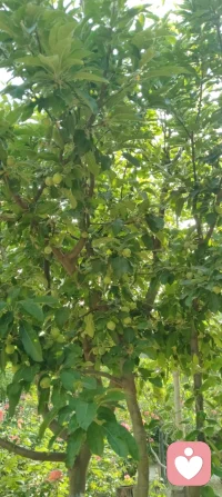 晨练太极，与知己论道，见晨光穿林、硕果满枝。宇凡道言，木为骨，花为魂，阴阳相生，万物皆具生机。草木向阳而生，人心向阳而暖，爱自具足，溢满而生，温柔自渡，也渡世人。配图