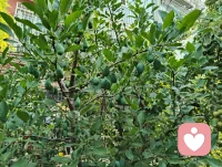 晨练太极，与知己论道，见晨光穿林、硕果满枝。宇凡道言，木为骨，花为魂，阴阳相生，万物皆具生机。草木向阳而生，人心向阳而暖，爱自具足，溢满而生，温柔自渡，也渡世人。配图