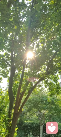 花向阳开，蜂向光来，生活也会慢慢向温柔的你倾斜。配图