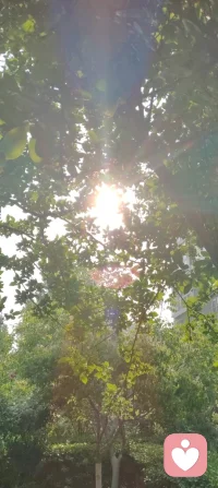 花向阳开，蜂向光来，生活也会慢慢向温柔的你倾斜。配图