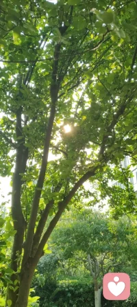 花向阳开，蜂向光来，生活也会慢慢向温柔的你倾斜。配图