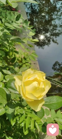 花向阳开，蜂向光来，生活也会慢慢向温柔的你倾斜。配图