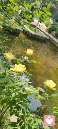 花向阳开，蜂向光来，生活也会慢慢向温柔的你倾斜。配图