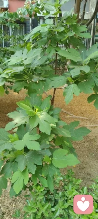花向阳开，蜂向光来，生活也会慢慢向温柔的你倾斜。配图
