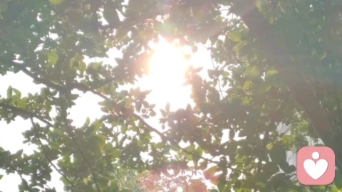 🌸 花木向阳，心自生长！