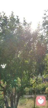 晨起清风拂面，心中满怀振奋与荣光。
纵观风云变幻，东方大国从容笃定、不卑不亢，尽显泱泱华夏的大国外交与大国风范。16到26的十年风雨博弈，十年砥砺前行。身为曾经身披戎装、为国戍边的共和国卫士，一身铁血，一生忠诚。全心全意为人民服务的军魂，早已刻进我的骨血、融入我的信仰。
 侠之大者，为国为民；男儿本色，家国为重。
为何眼中常含热泪？只因我将清澈的爱，尽数献给这片热土。
生为华夏儿女，此生无悔入华夏，来世还做中国人！🇨🇳配图