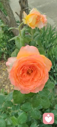 日耀温暖，花绽初夏清晨，树木果熟枝头。
自然的每一缕生机，都是宇凡道里“心定而生暖”的疗愈启示。
以天地为镜，以花木为灯，在向阳而生的节律里，照见自己，也照亮众生。🌿配图