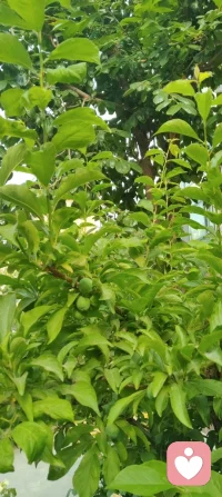 日耀温暖，花绽初夏清晨，树木果熟枝头。
自然的每一缕生机，都是宇凡道里“心定而生暖”的疗愈启示。
以天地为镜，以花木为灯，在向阳而生的节律里，照见自己，也照亮众生。🌿配图