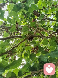 日耀温暖，花绽初夏清晨，树木果熟枝头。
自然的每一缕生机，都是宇凡道里“心定而生暖”的疗愈启示。
以天地为镜，以花木为灯，在向阳而生的节律里，照见自己，也照亮众生。🌿配图
