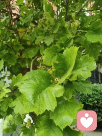 晨起林间闻鸟语，与退休老教授坐而论道，畅谈天地洪荒、医学养生。
我详述自创宇凡道五道核心：以己为道，万法为用，道法自然，一生爱己、自做主宰。东西方心理学与宇凡大道同频共振，见解深得诸位前辈认可赏识，结为忘年知己。品茶浅烟，谈天论地，天地灵韵共生，亦是人间修行一大幸事。配图