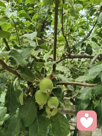 晨起林间闻鸟语，与退休老教授坐而论道，畅谈天地洪荒、医学养生。
我详述自创宇凡道五道核心：以己为道，万法为用，道法自然，一生爱己、自做主宰。东西方心理学与宇凡大道同频共振，见解深得诸位前辈认可赏识，结为忘年知己。品茶浅烟，谈天论地，天地灵韵共生，亦是人间修行一大幸事。配图