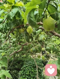 晨起林间闻鸟语，与退休老教授坐而论道，畅谈天地洪荒、医学养生。
我详述自创宇凡道五道核心：以己为道，万法为用，道法自然，一生爱己、自做主宰。东西方心理学与宇凡大道同频共振，见解深得诸位前辈认可赏识，结为忘年知己。品茶浅烟，谈天论地，天地灵韵共生，亦是人间修行一大幸事。配图