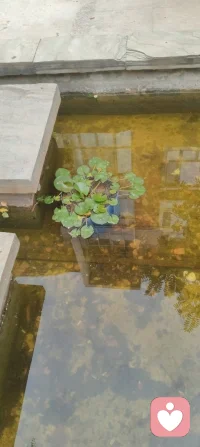 晨起林间闻鸟语，与退休老教授坐而论道，畅谈天地洪荒、医学养生。
我详述自创宇凡道五道核心：以己为道，万法为用，道法自然，一生爱己、自做主宰。东西方心理学与宇凡大道同频共振，见解深得诸位前辈认可赏识，结为忘年知己。品茶浅烟，谈天论地，天地灵韵共生，亦是人间修行一大幸事。配图