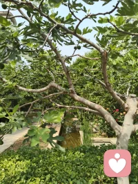 晨起林间闻鸟语，与退休老教授坐而论道，畅谈天地洪荒、医学养生。
我详述自创宇凡道五道核心：以己为道，万法为用，道法自然，一生爱己、自做主宰。东西方心理学与宇凡大道同频共振，见解深得诸位前辈认可赏识，结为忘年知己。品茶浅烟，谈天论地，天地灵韵共生，亦是人间修行一大幸事。配图