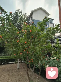 晨起林间闻鸟语，与退休老教授坐而论道，畅谈天地洪荒、医学养生。
我详述自创宇凡道五道核心：以己为道，万法为用，道法自然，一生爱己、自做主宰。东西方心理学与宇凡大道同频共振，见解深得诸位前辈认可赏识，结为忘年知己。品茶浅烟，谈天论地，天地灵韵共生，亦是人间修行一大幸事。配图