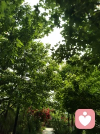 晨起林间闻鸟语，与退休老教授坐而论道，畅谈天地洪荒、医学养生。
我详述自创宇凡道五道核心：以己为道，万法为用，道法自然，一生爱己、自做主宰。东西方心理学与宇凡大道同频共振，见解深得诸位前辈认可赏识，结为忘年知己。品茶浅烟，谈天论地，天地灵韵共生，亦是人间修行一大幸事。配图