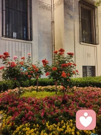 海河漫步，晚风细雨，白鸽谈情。花艳如你，水泽如我，一杯鸡尾酒来不及喝就雨落河边，敬这人间浪漫，也敬你温暖如初的守候！配图
