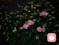 海河骤雨初歇，杯酒余温未散。车中笑语诗声，灯火漫过雨窗。
花艳如你，水泽如我，一路书香，皆是人间至暖。
 
 《雨夜行舟，诗满归途》
 海河的晚风还带着鸡尾酒的余温，细雨就轻轻落了下来。
 归途中，车窗外是被雨雾晕染的霓虹，车内是一家人的笑语与诗声。姐姐与姐夫，腹有诗书，谈笑间皆是风雅；三个孩子，承家风之韵，信手拈来皆是佳句。雨打车窗，像一首温柔的伴奏，伴着车厢里此起彼伏的诗句，漫过夜色。这一刻忽然懂得，真正的文学之美，从不是高阁上的孤芳，而是融入烟火的温度。它是海河边上的骤雨，是杯盏里的酒香，是一家人围坐的笑语，是孩子们眼里的星光，是姐姐姐夫身上那份“腹有诗书气自华”的从容。花艳如你，水泽如我。这场雨中归途，没有惊天动地的浪漫，却有最动人的人间烟火。我们以诗为灯，以爱为舟，在细雨与夜色里，把平凡的归途，走成了一场满是书香与温暖的旅程。愿这份雨夜里的诗意与欢笑，也能顺着晚风，抵达每一个心怀美好的人。
 
《雨夜行归诗满怀》
 雨落津门夜色柔，车中笑语满诗瓯。
灯摇碎影穿窗过，风送书香入画楼。
家有芝兰皆秀骨，心怀风月自风流。
一杯余韵随波远，不负人间此夜悠。配图