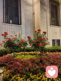 宇纳千般风月，凡守一颗初心。花艳如泽，清欢予你守山河，以海河烟雨为诗，以人间挚爱为道，携满心温柔与书香，与给力共生，渡岁岁人间温暖。配图
