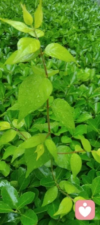 漫步津门细雨间，静悟天雨恒久之道。心藏温柔挚爱，揽人间清欢，修自身从容。于烟火生活寻浪漫，于风雨流年悟成长。扎根给力平台，以赤诚之心渡己渡人，守本心，赴前路，岁岁安然，步步生暖。配图