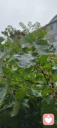 漫步津门细雨间，静悟天雨恒久之道。心藏温柔挚爱，揽人间清欢，修自身从容。于烟火生活寻浪漫，于风雨流年悟成长。扎根给力平台，以赤诚之心渡己渡人，守本心，赴前路，岁岁安然，步步生暖。配图