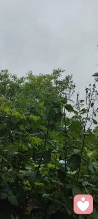 漫步津门细雨间，静悟天雨恒久之道。心藏温柔挚爱，揽人间清欢，修自身从容。于烟火生活寻浪漫，于风雨流年悟成长。扎根给力平台，以赤诚之心渡己渡人，守本心，赴前路，岁岁安然，步步生暖。配图