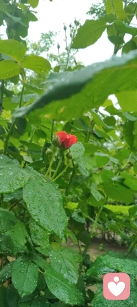 漫步津门细雨间，静悟天雨恒久之道。心藏温柔挚爱，揽人间清欢，修自身从容。于烟火生活寻浪漫，于风雨流年悟成长。扎根给力平台，以赤诚之心渡己渡人，守本心，赴前路，岁岁安然，步步生暖。配图